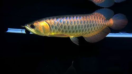 如何辨別真假上林龍魚？，如何辨別真假上林龍魚