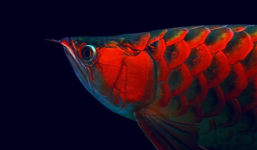 如何辨別真假上林龍魚？，如何辨別真假上林龍魚