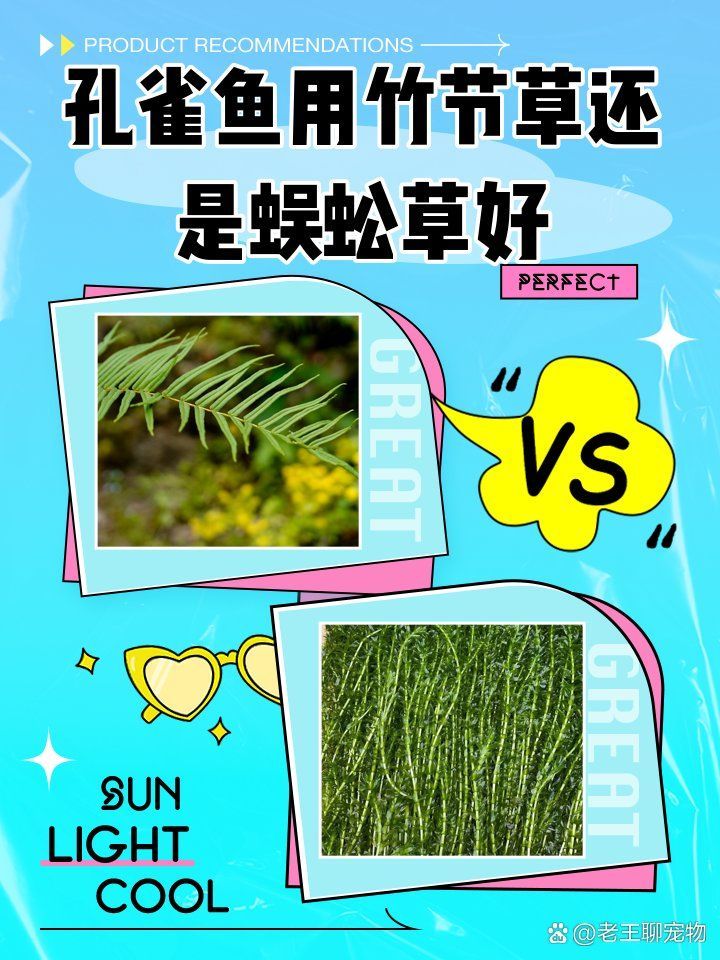 有哪些水草適合與孔雀魚共養，有哪些水草適合與孔雀魚共養,孔雀魚與水草完全可以共養