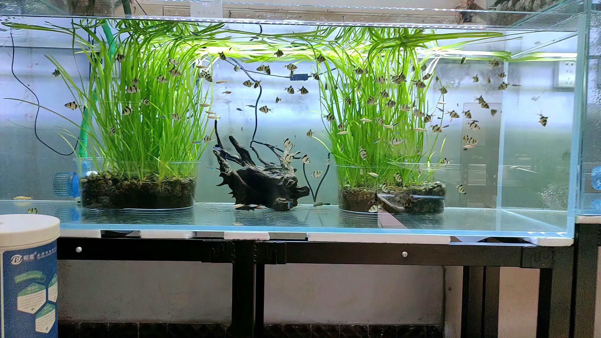 養(yǎng)四條魚需要多大的魚缸？，養(yǎng)四條魚需要多大的魚缸，