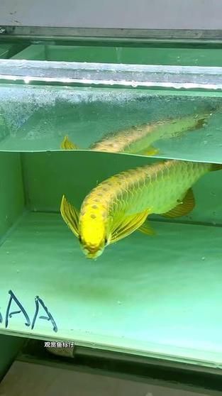 給我一些鑒別金頭過背金龍魚真偽的圖片示例，如何鑒別金頭過背金龍魚的真偽？