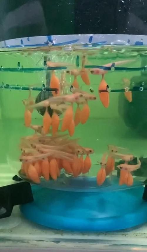 給我一些鑒別金頭過背金龍魚真偽的圖片示例，如何鑒別金頭過背金龍魚的真偽？