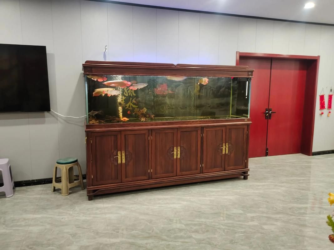 三條龍魚(yú)的最佳混養(yǎng)比例是多少？，三條龍魚(yú)的最佳混養(yǎng)比例是多少