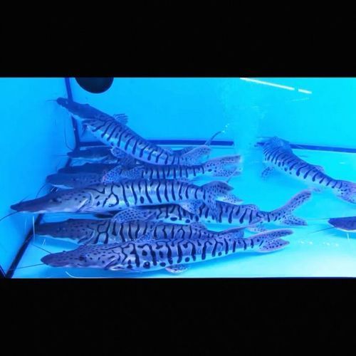 撒旦鴨嘴魚的價格是多少？，撒旦鴨嘴魚價格是多少