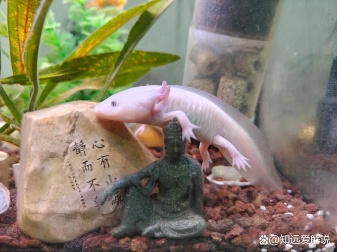 六角龍魚有哪些顏色變種,六角龍魚的種類
