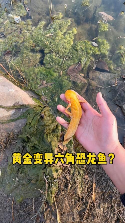 六角龍魚有哪些顏色變種,六角龍魚的種類