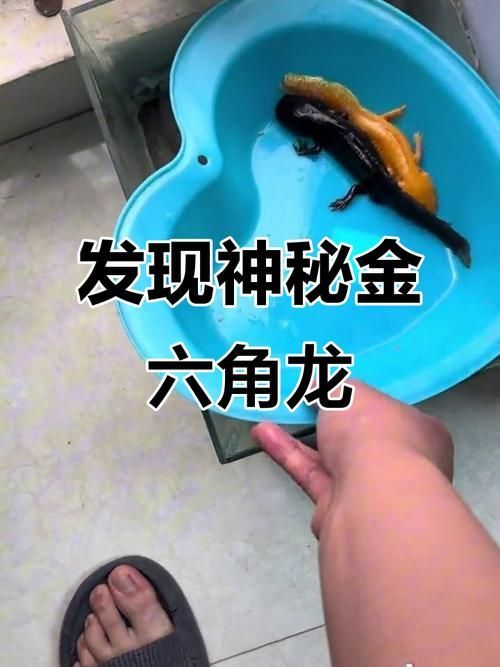 六角龍魚有哪些顏色變種,六角龍魚的種類