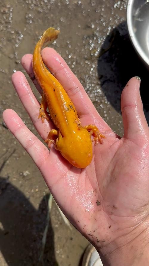 六角龍魚有哪些顏色變種,六角龍魚的種類