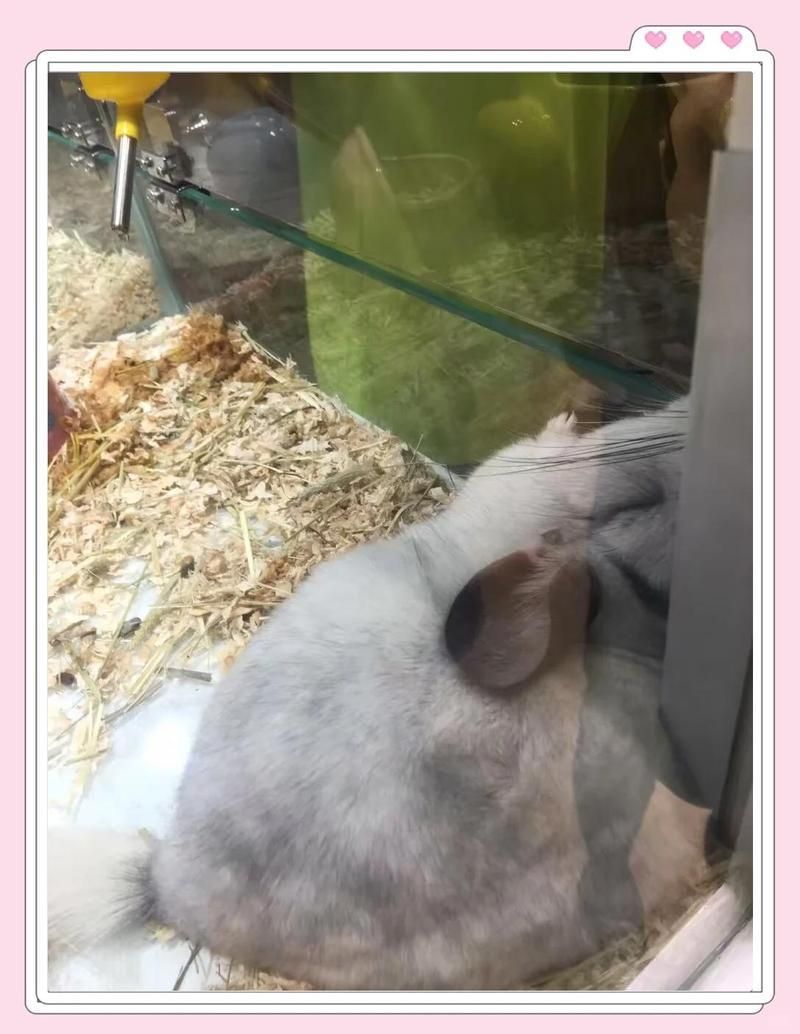 龍貓咬傷后如何正確處理傷口，龍貓咬傷后如何正確處理龍貓咬傷后正確處理傷口至關重要