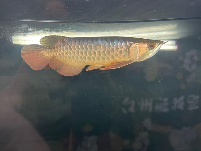 能給出一些預防龍魚鱗片脫落的圖片嗎，如何判斷龍魚是否缺維生素？