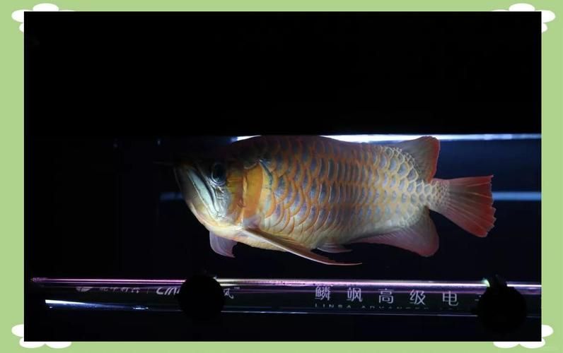 能給出一些預防龍魚鱗片脫落的圖片嗎，如何判斷龍魚是否缺維生素？