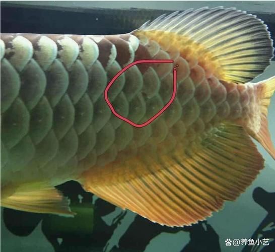 能給出一些預防龍魚鱗片脫落的圖片嗎，如何判斷龍魚是否缺維生素？