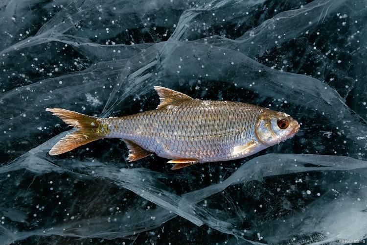 能給出一些預防龍魚鱗片脫落的圖片嗎，如何判斷龍魚是否缺維生素？