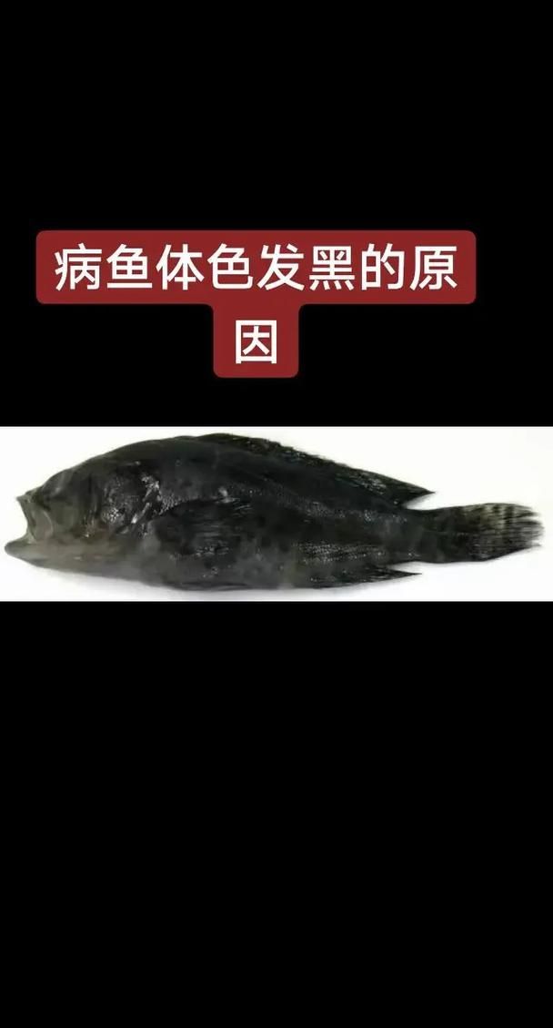龍魚1號藥有哪些副作用，“龍魚1號藥”的副作用