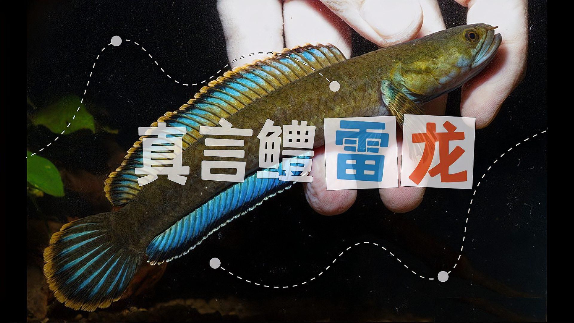 給我推薦一些雷龍魚的品種，給我推薦一些雷龍魚的品種,幻彩紅寶石雷龍的發(fā)色條件是什么