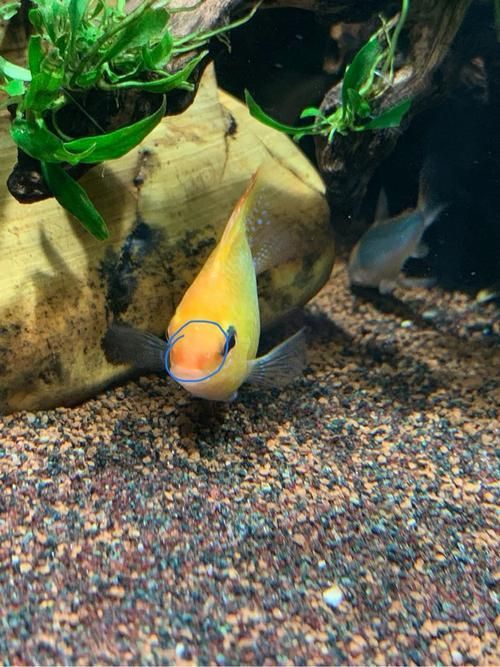 如何判斷魚鰭根部發紅是否嚴重,如何判斷魚鰭根部發紅