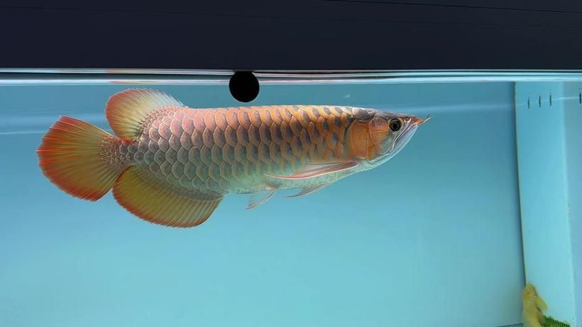 如何鑒別赤元素紅龍魚的血統(tǒng)？，如何鑒別赤元素紅龍魚血統(tǒng)鑒別赤元素紅龍魚的血統(tǒng)