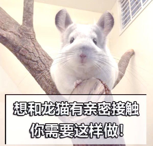 龍貓多久才會對人產生感情，龍貓對人類的親密關系，龍貓多久才會對人產生感情的尊重
