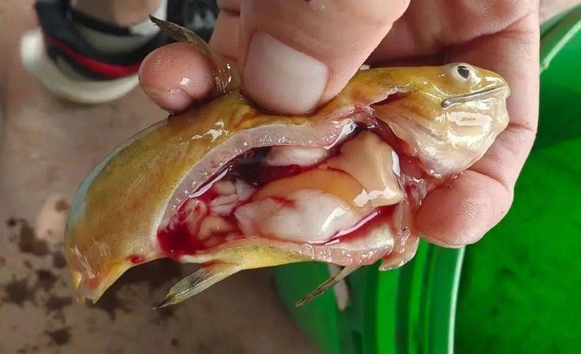 如何判斷魚(yú)類(lèi)是否患有腹水，arxiv論文助手判斷魚(yú)類(lèi)是否患有腹水病用工具