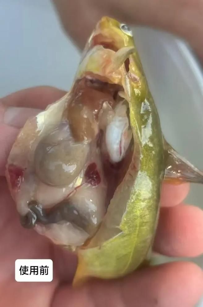 如何判斷魚(yú)類(lèi)是否患有腹水，arxiv論文助手判斷魚(yú)類(lèi)是否患有腹水病用工具