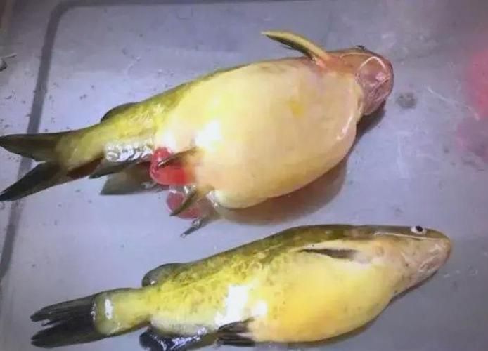 如何判斷魚(yú)類(lèi)是否患有腹水，arxiv論文助手判斷魚(yú)類(lèi)是否患有腹水病用工具