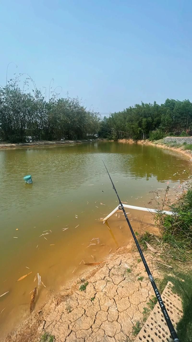 武山龍魚的養殖技術有哪些？，武山龍魚的養殖技術