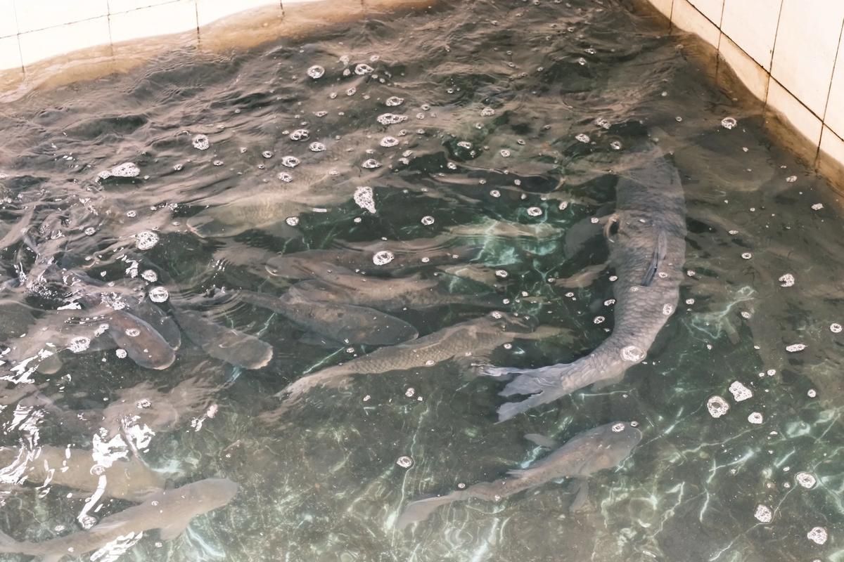 武山龍魚的養殖技術有哪些？，武山龍魚的養殖技術