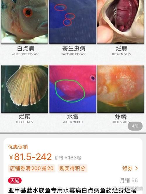提供幾張不同類型爛鰓的圖片，不同類型爛鰓病在癥狀、病原和治療方法上存在顯著差異