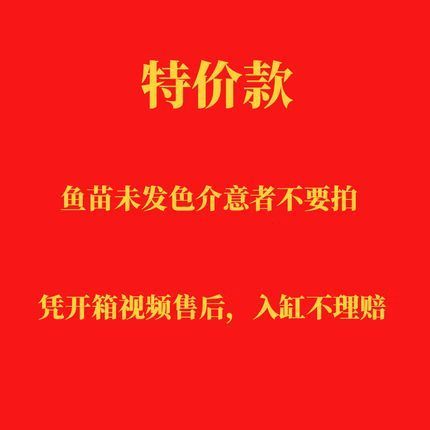 金龍魚20cm魚苗的價格是多少？，金龍魚20cm魚苗價格是多少