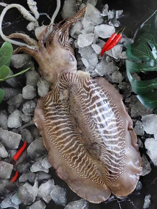 徽州龍魚有哪些品種？，徽州龍魚是什么？