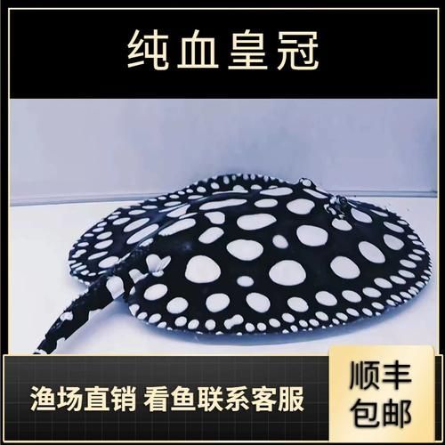 純血皇冠黑白魟魚有哪些品相等級？，純血皇冠黑白魟魚有哪些品相等級純血皇冠黑白魟魚品相等級