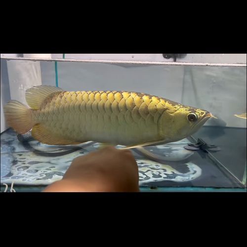 40公分過(guò)背金龍魚(yú)的價(jià)格是多少
