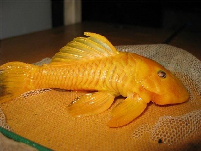 如何選擇適合龍魚的清潔魚？，如何選擇適合龍魚的清潔魚