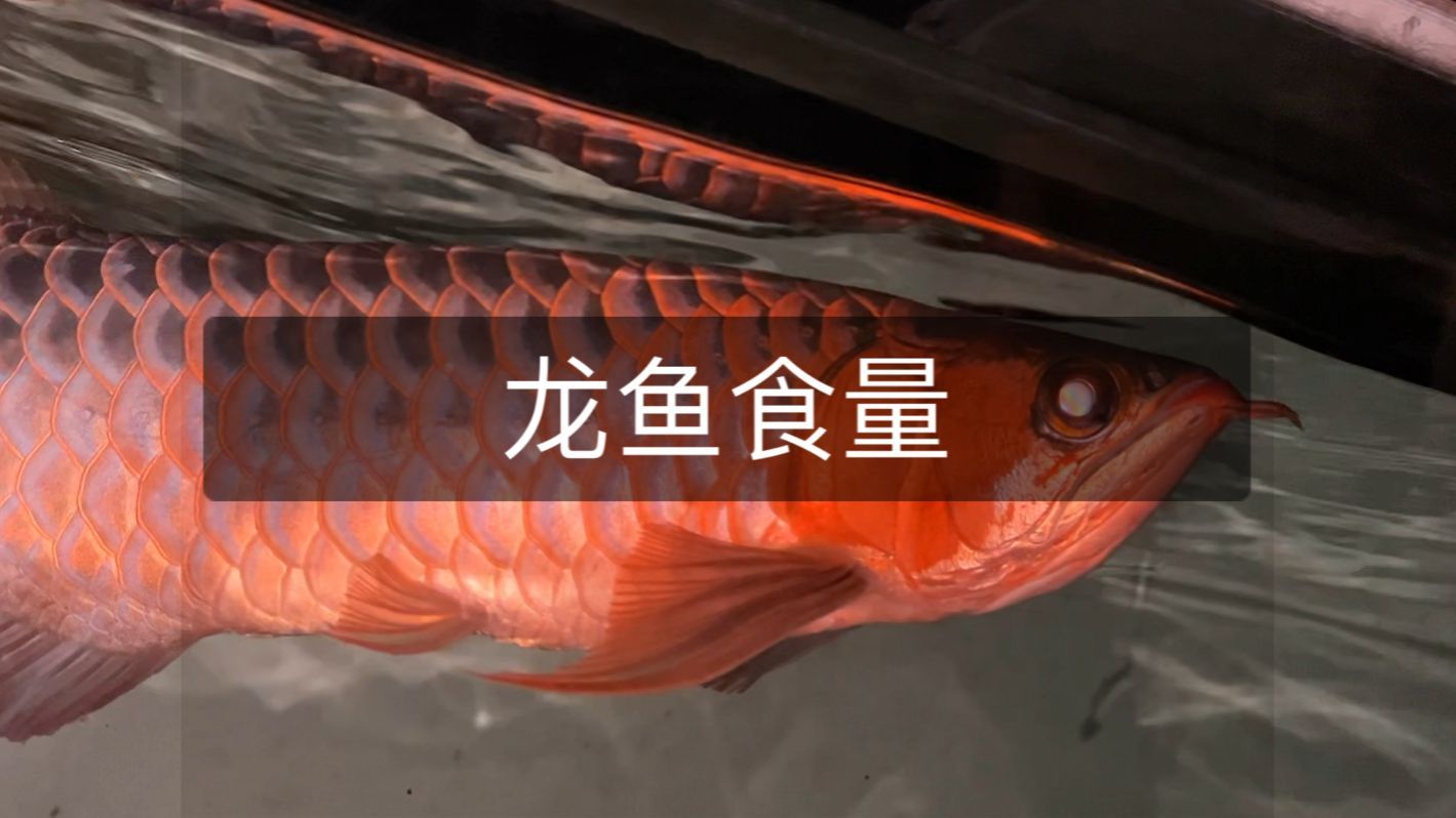 如何判斷龍魚(yú)是否吃夠了食物？，判斷龍魚(yú)是否吃夠了食物可以通過(guò)觀察其行為、體態(tài)和水質(zhì)狀況來(lái)進(jìn)行