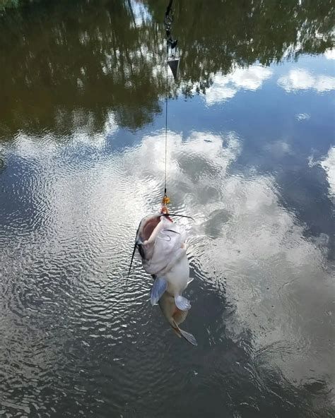如何判斷龍魚(yú)是否吃夠了食物？，判斷龍魚(yú)是否吃夠了食物可以通過(guò)觀察其行為、體態(tài)和水質(zhì)狀況來(lái)進(jìn)行