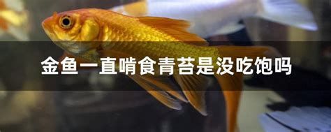 如何判斷龍魚(yú)是否吃夠了食物？，判斷龍魚(yú)是否吃夠了食物可以通過(guò)觀察其行為、體態(tài)和水質(zhì)狀況來(lái)進(jìn)行