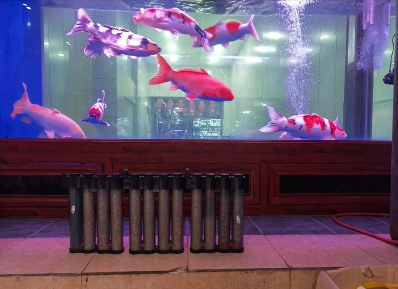 龍魚生病期間多久喂一次，龍魚生病期間喂食頻率需要根據其健康狀況和醫(yī)生的建議來確定