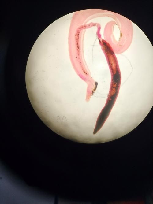 如何預(yù)防龍魚內(nèi)寄和外寄？，龍魚內(nèi)寄與外寄的科學(xué)防治指南