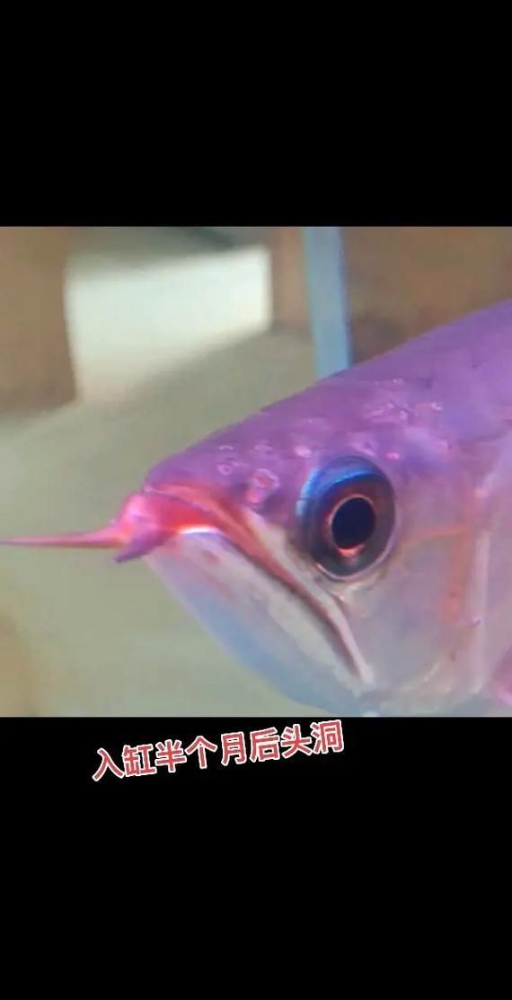 如何預(yù)防龍魚內(nèi)寄和外寄？，龍魚內(nèi)寄與外寄的科學(xué)防治指南