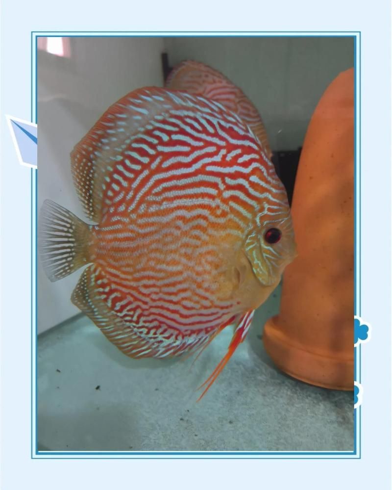 有哪些藥物可以幫助魚恢復(fù)，如何判斷龍魚是否復(fù)發(fā)脫肛