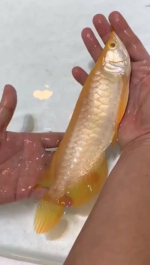 如何繁殖紅眼白子招財龍魚？，如何繁殖紅眼白子招財龍魚（scleropagesformosus招財龍魚）