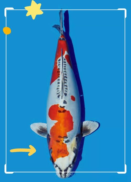 如何預防豎鱗病和魚波豆蟲病，如何預防豎鱗病與魚波豆蟲病