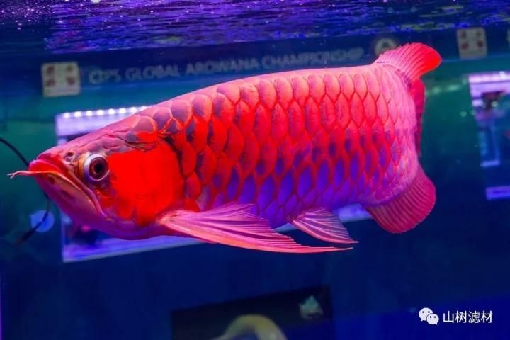 請提供一些長城杯龍魚比賽的圖片或視頻，2023年“長城杯”世界龍魚錦標賽獲獎名單和名單分析