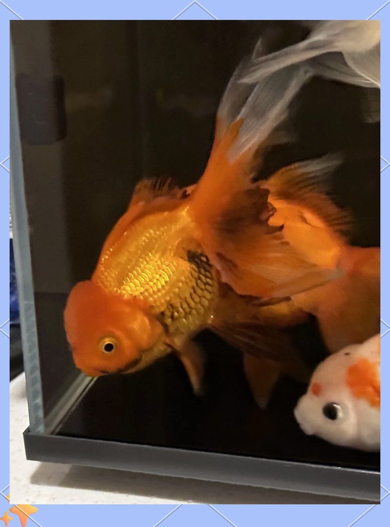 龍魚鰓蓋爛洞后如何急救，龍魚鰓蓋爛洞后的急救指南（arxiv論文助手）