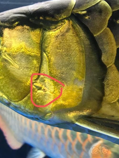 龍魚鰓蓋爛洞后如何急救，龍魚鰓蓋爛洞后的急救指南（arxiv論文助手）