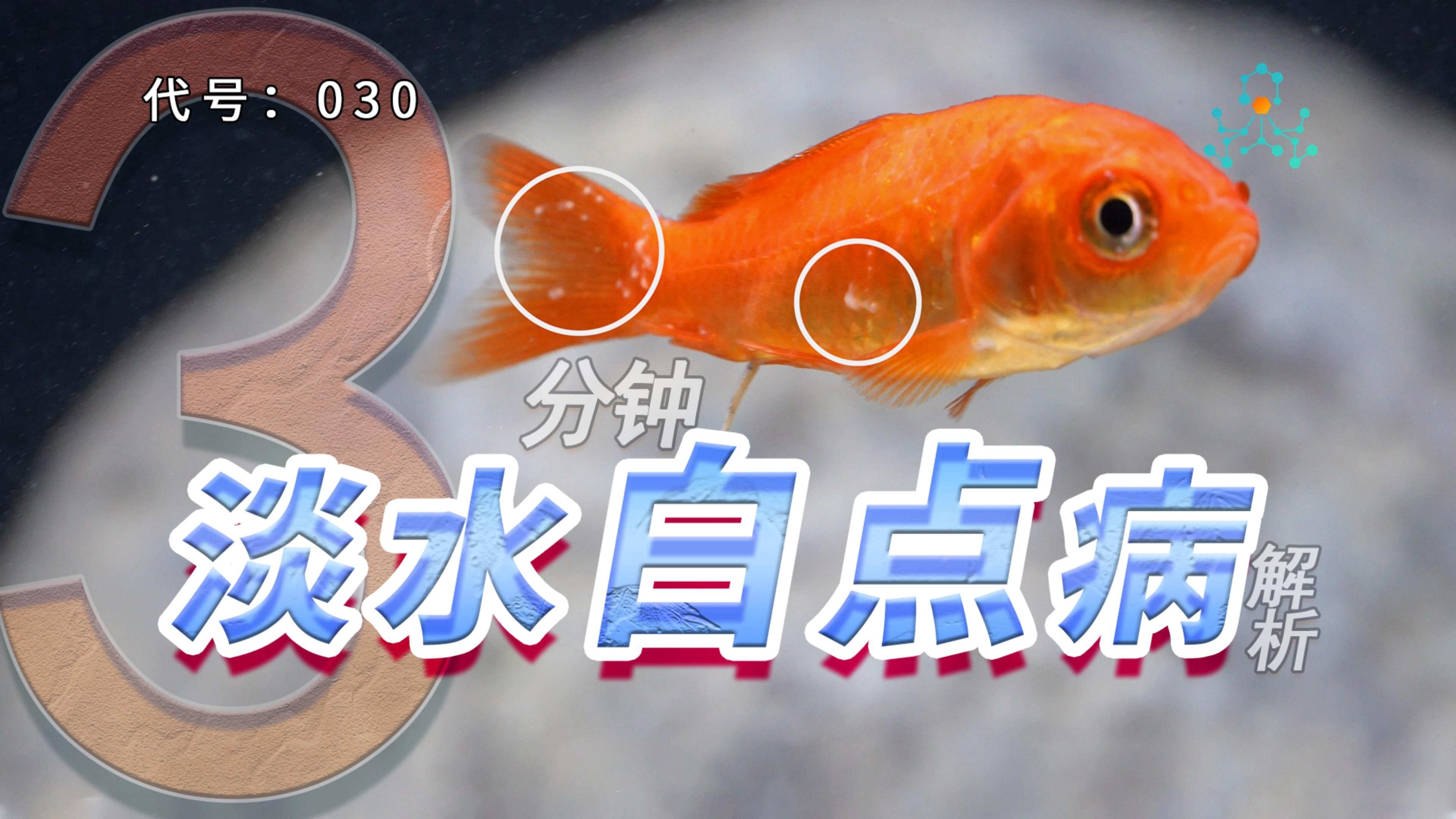 白點病有哪些典型癥狀，晶視光坊，6種白斑病辨別方法，簡單又實用