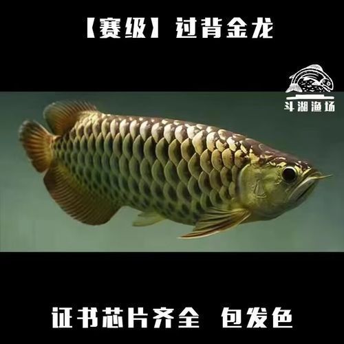 金龍魚幼苗的價格是多少，金龍魚幼苗價格是多少