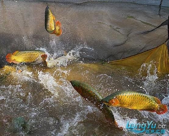 廣宗縣龍魚養殖有哪些成功案例，廣宗縣龍魚養殖成功案例分析