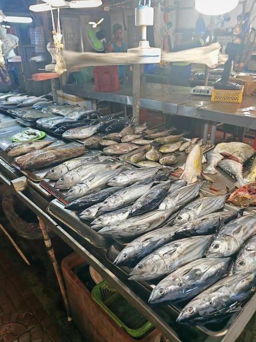 哪里可以購買到迎龍魚？，懷化城區迎豐市場、佳惠水產海鮮交易中心、佳惠水產海鮮交易中心