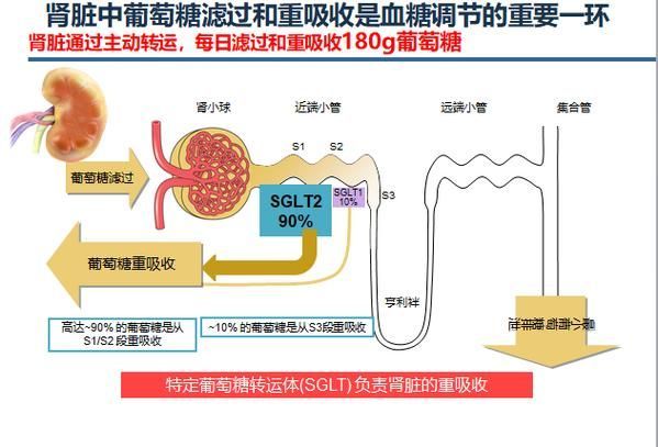 有哪些常見的聯合用藥方案，acei+利尿劑聯合用藥方案信息整理完成